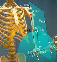 images-stories-shoulderSkeleton_800-200pxx218px